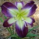 Hemerocallis 'Stargate Portal'