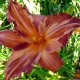 Hemerocallis 'Pink Stripes'