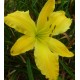 Hemerocallis 'Yellow Mammoth'