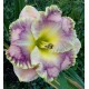 Hemerocallis 'Xyllophone Jazz'