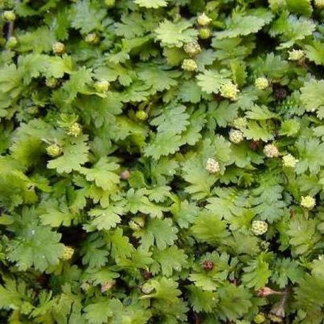 Leptinella dioica 'Minima'