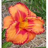 Hemerocallis 'Volcano Queen'