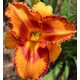 Hemerocallis 'Volcano Queen'