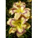 Hemerocallis 'Violet Stained Glass'