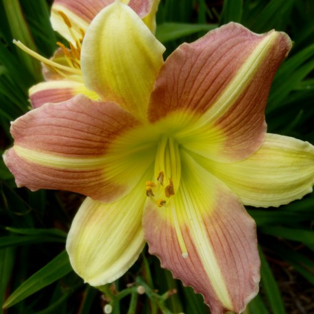 Hemerocallis 'Tutankhamun'