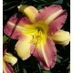 Hemerocallis 'Tutankhamun'