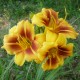 Hemerocallis 'Tiramisu'