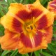 Hemerocallis 'Tigger'