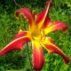 Hemerocallis 'Thin Man'