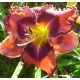 Hemerocallis 'The Band Played On'