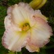 Hemerocallis 'Sugar Paint'