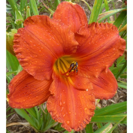 Hemerocallis 'Suddenly it's Autumn'