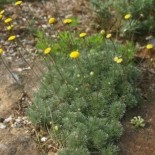 Leptinella hispida