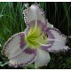 Hemerocallis 'Strobelight Seduction'