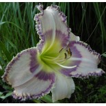 Hemerocallis 'Strobelight Seduction'