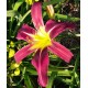 Hemerocallis 'String Theory'