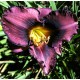 Hemerocallis 'Strawberry and Chocolate'