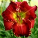 Hemerocallis 'Blazing Cannons'