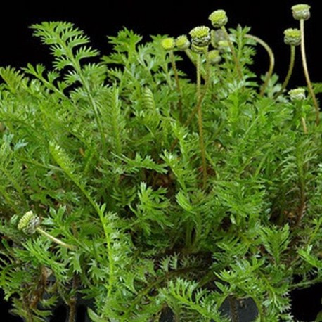 Leptinella squalida