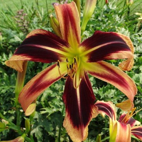 Hemerocallis 'Tusk'