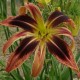 Hemerocallis 'Tusk'