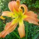 Hemerocallis 'All American Windmill'