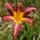 Hemerocallis 'Autumn Red'