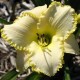 Hemerocallis 'Blizzard Bay'