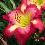 Hemerocallis 'Aaron Brown'