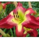 Hemerocallis 'Aaron Brown'