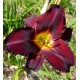 Hemerocallis 'Acapulco Night'