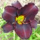 Hemerocallis 'Alaskan Midnight'