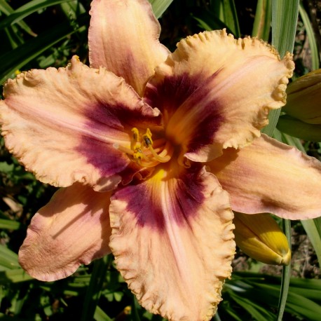 Hemerocallis 'All the Trimmings'