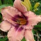 Hemerocallis 'All the Trimmings'