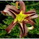 Hemerocallis 'Black Arrowhead'