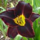 Hemerocallis 'Black Briar Bay'