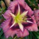 Hemerocallis 'Boitzer Rain of Stars'