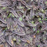 Leptinella squalida 'Platt's Black'