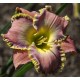 Hemerocallis 'Bridey Greeson'