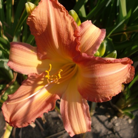 Hemerocallis 'Caramba'