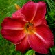 Hemerocallis 'Charles Johnston'