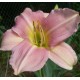 Hemerocallis 'Chosen Love'