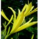 Hemerocallis citrina