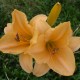 Hemerocallis 'Commandment'