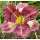 Hemerocallis 'Cosmic Kaleidoscope'