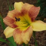 Hemerocallis 'Crème Brulée'