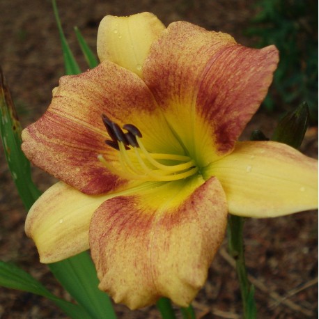 Hemerocallis 'Crème Brulée'