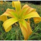 Hemerocallis 'Dances With Giraffes'