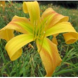 Hemerocallis 'Dances With Giraffes'