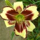 Hemerocallis 'Dimensional Shift'